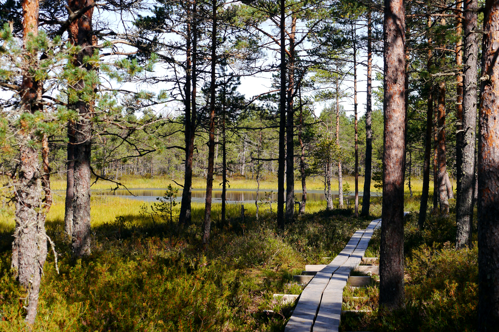 Lahemaa Nationalpark-Viru Hochmoor-Estland-4