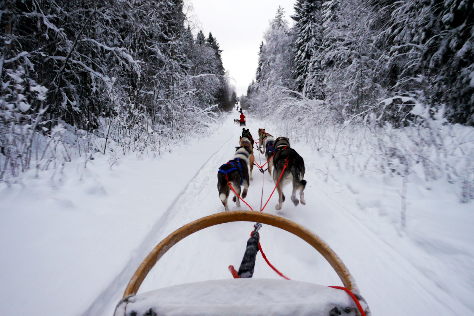 Schlittenhund Tour-Vuokatti-Finnland-Winter