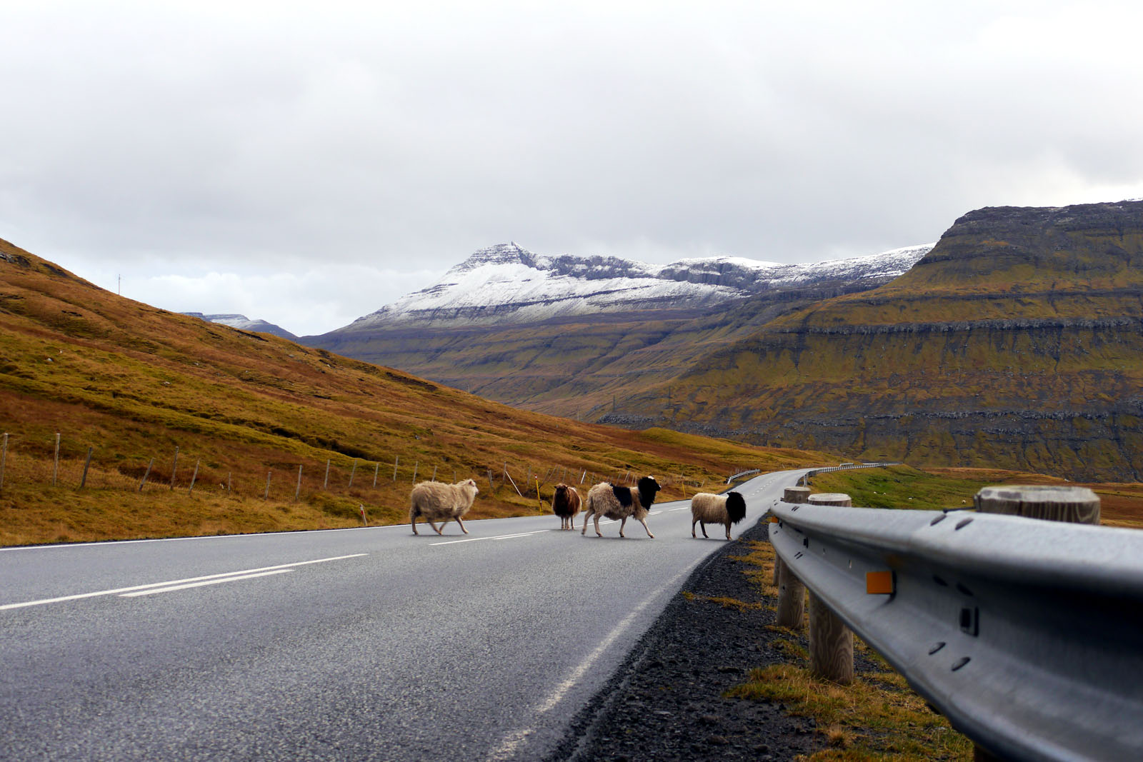 Faroer Inseln-Berge-Schafe auf der Straße