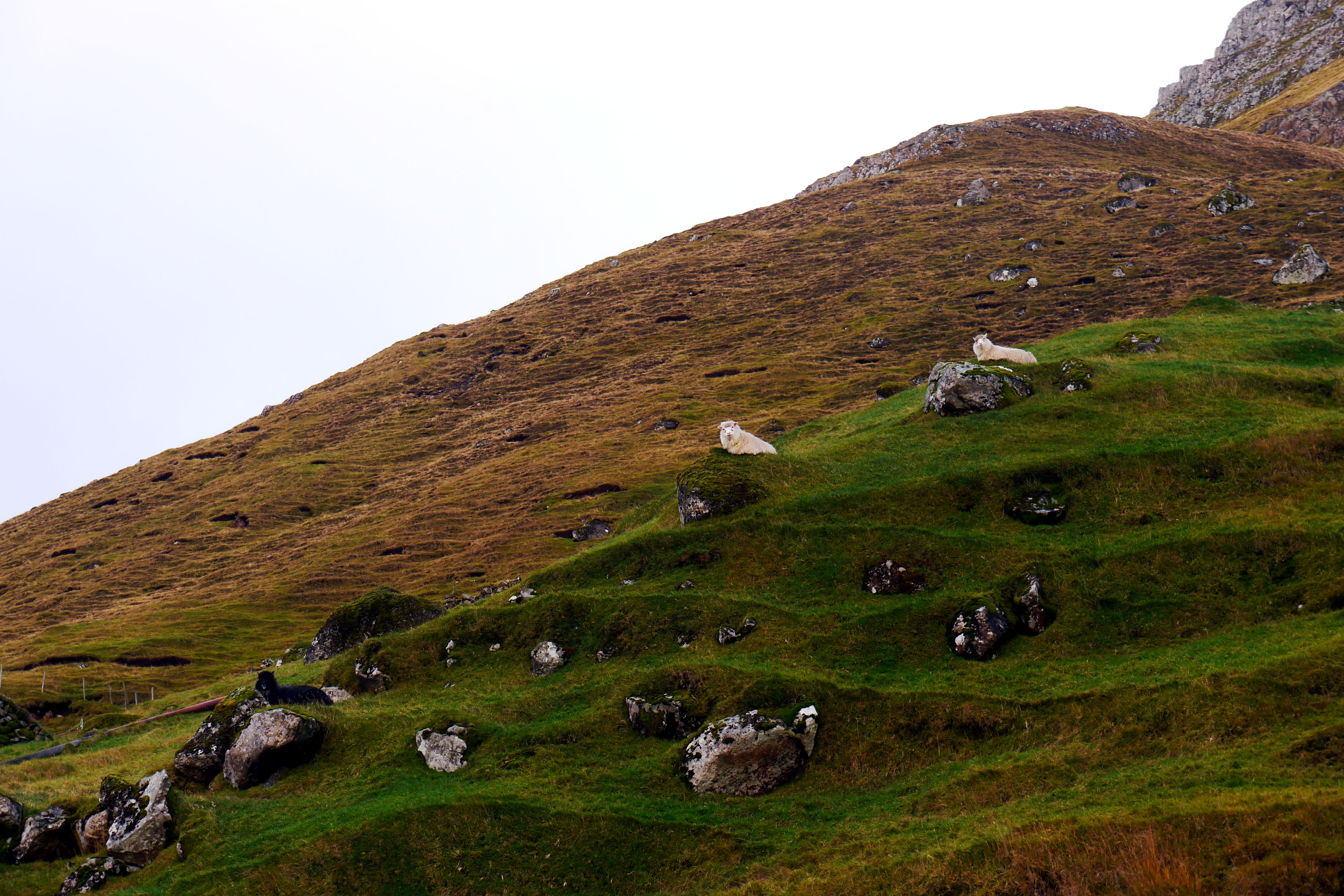 Faroer Inseln-Berge-Schafe